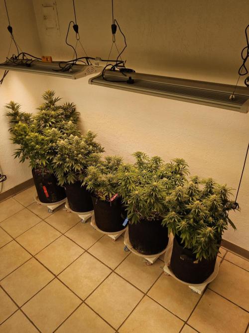 Freaky Skunk. Week 13