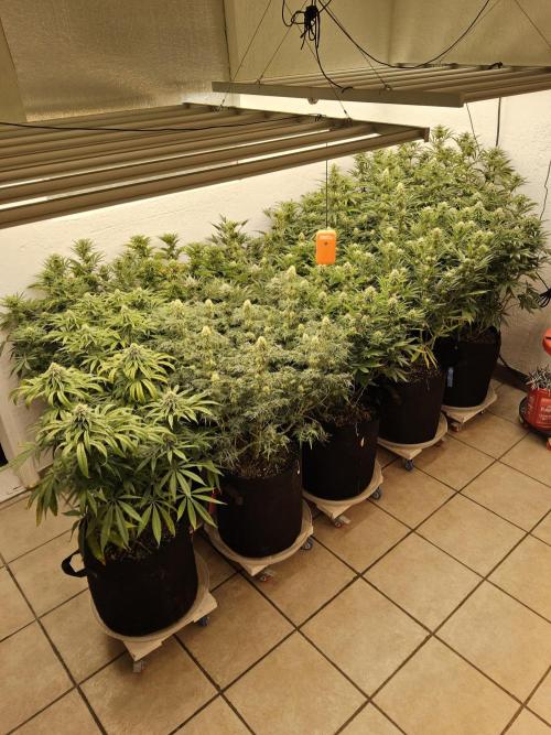 Freaky Skunk. Week 13