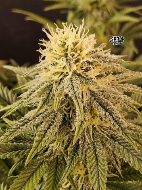 Fast Mystery. Week 13