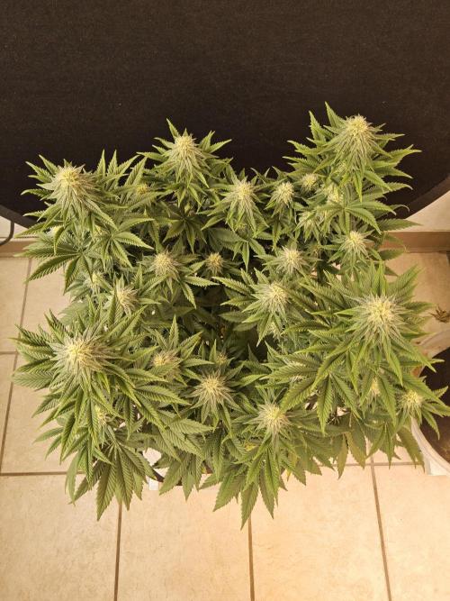 Fast Mystery. Week 13