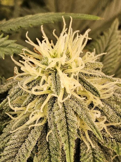 Fast Mystery. Week 13