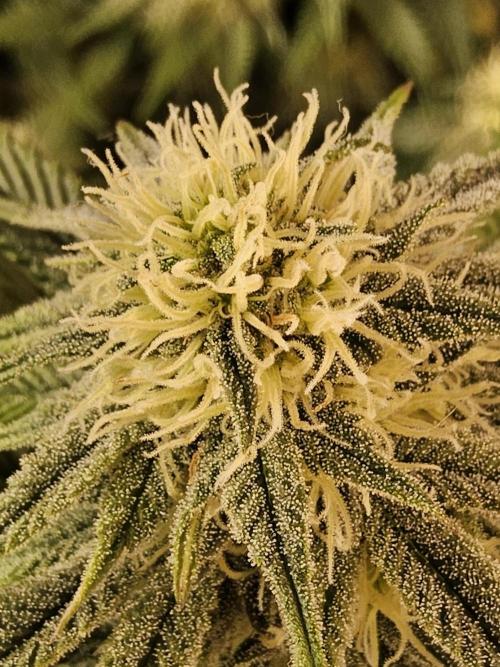 Fast Mystery. Week 13