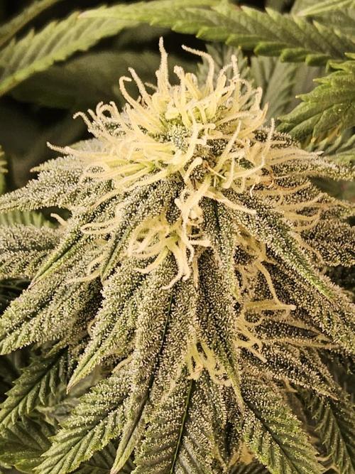 Fast Mystery. Week 13