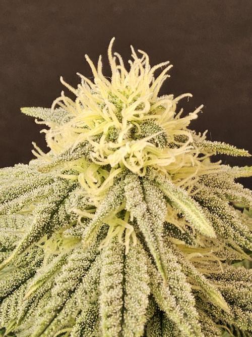 Fast Mystery. Week 13