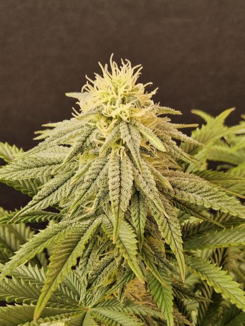 Fast Mystery. Week 13