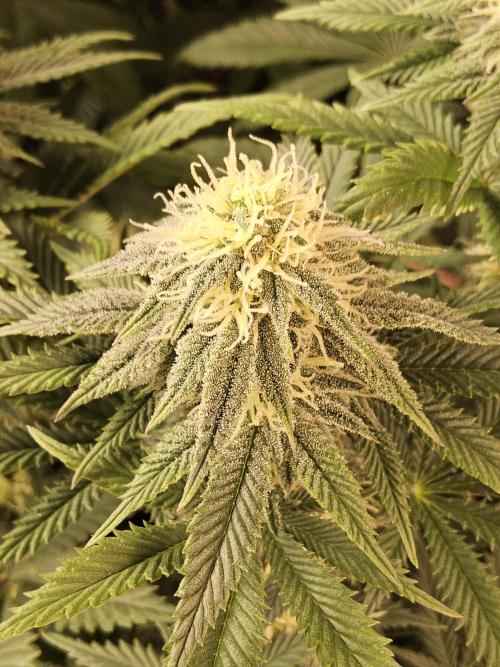 Fast Mystery. Week 13