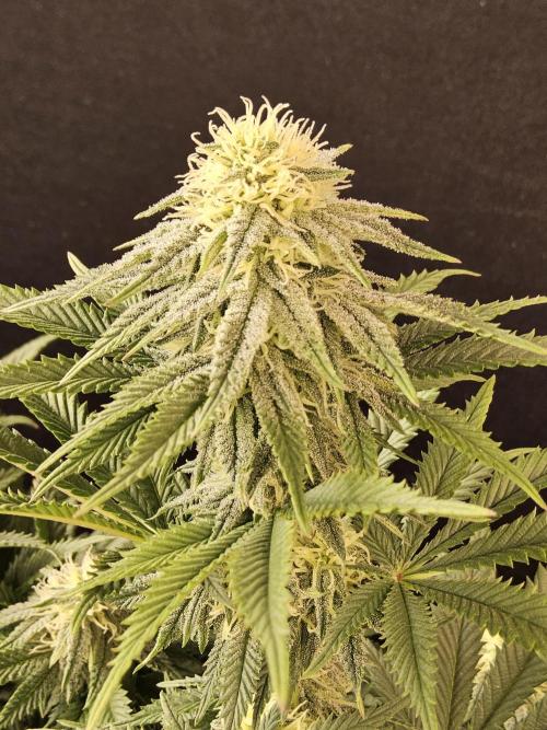 Fast Mystery. Week 13