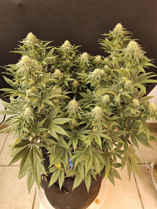 Fast Mystery. Week 13