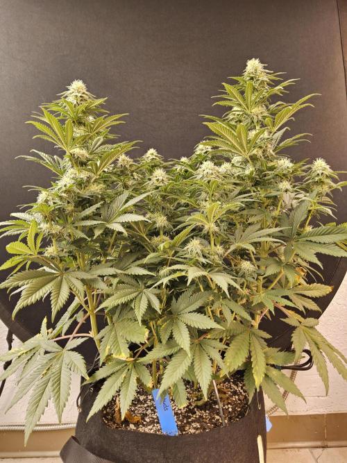 Fast Mystery. Week 13