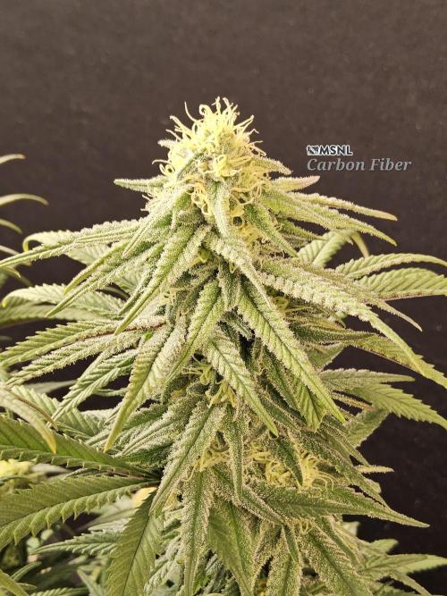 MSNL Fiber. Week 13