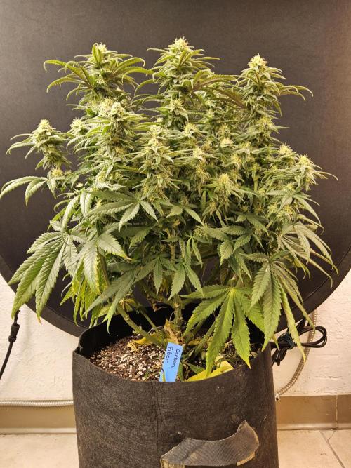 MSNL Fiber. Week 13