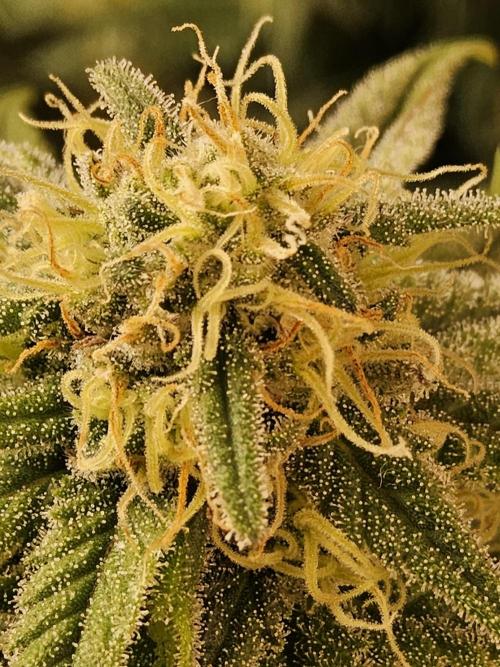 MSNL Fiber. Week 13