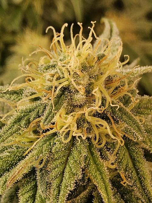 MSNL Fiber. Week 13