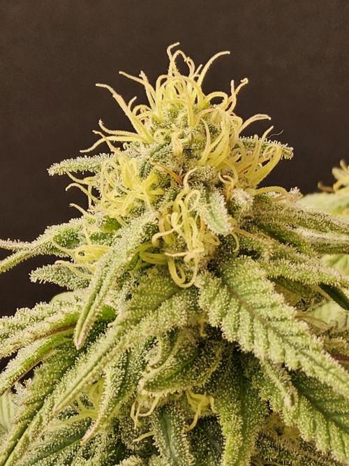 MSNL Fiber. Week 13