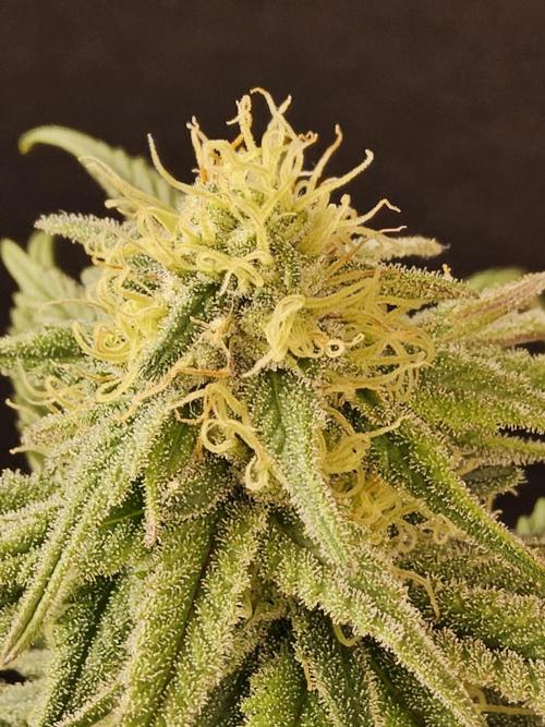 MSNL Fiber. Week 13