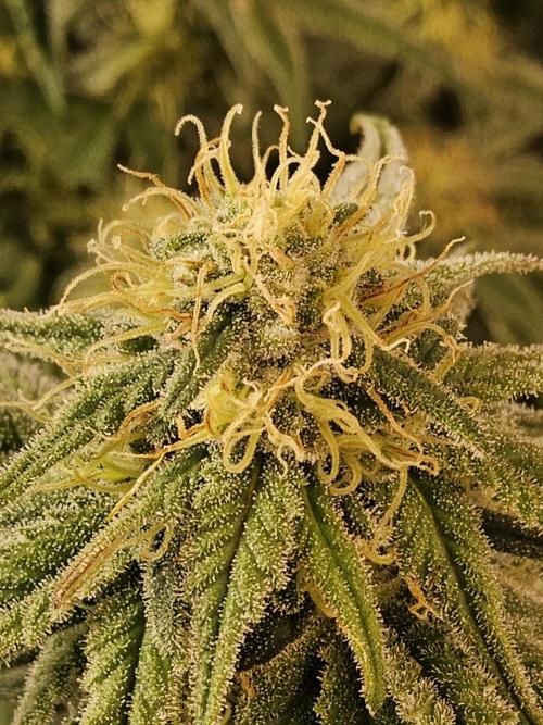 MSNL Fiber. Week 13
