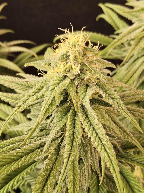 MSNL Fiber. Week 13