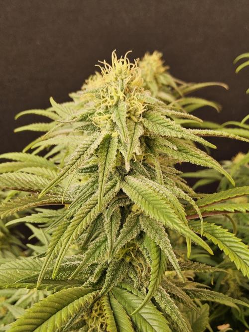 MSNL Fiber. Week 13