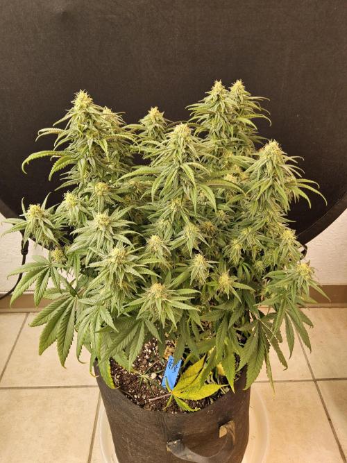 MSNL Fiber. Week 13