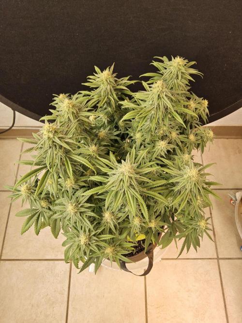 MSNL Fiber. Week 13