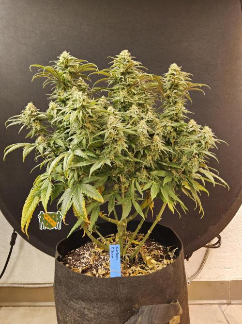 MSNL Fiber. Week 14