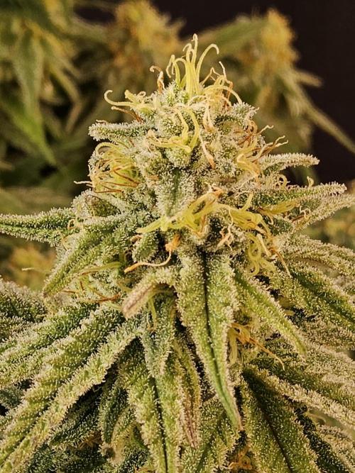 MSNL Fiber. Week 14