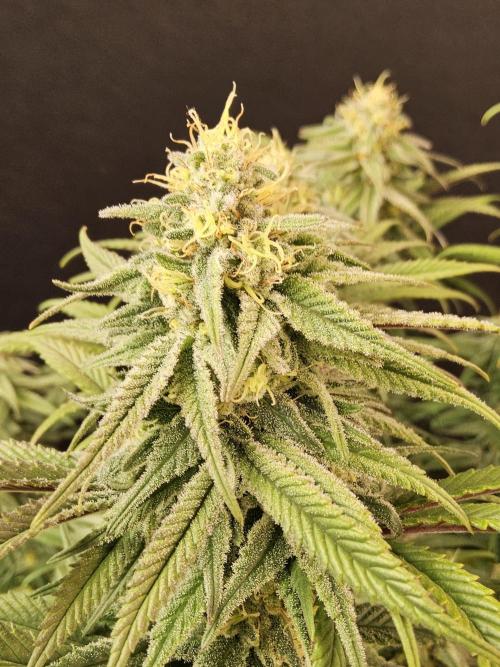 MSNL Fiber. Week 14
