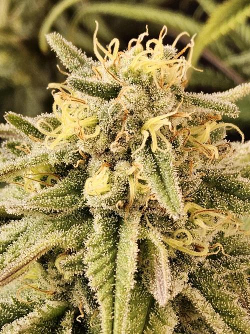 MSNL Fiber. Week 14