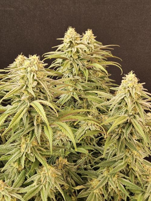 MSNL Fiber. Week 14