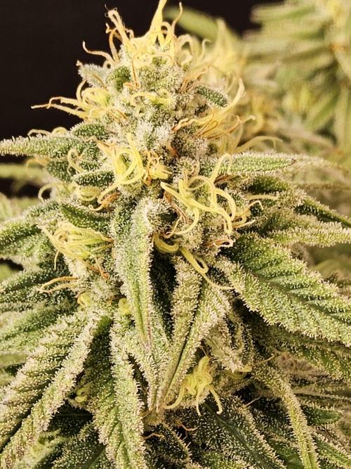 MSNL Fiber. Week 14