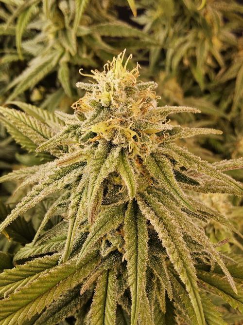 MSNL Fiber. Week 14