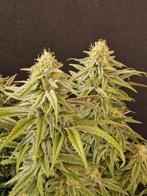 MSNL Fiber. Week 14