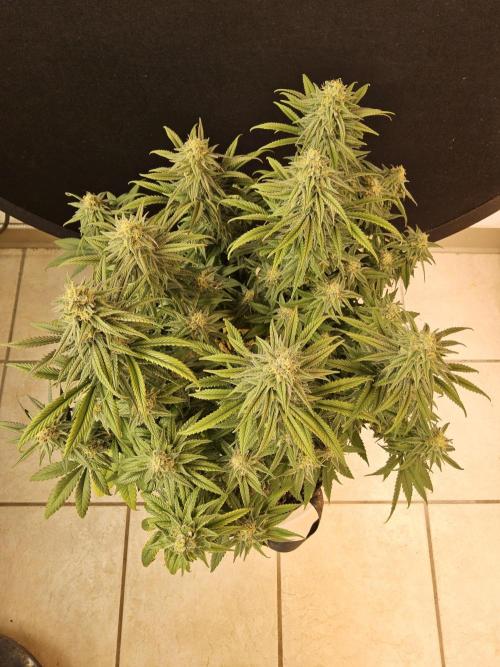 MSNL Fiber. Week 14
