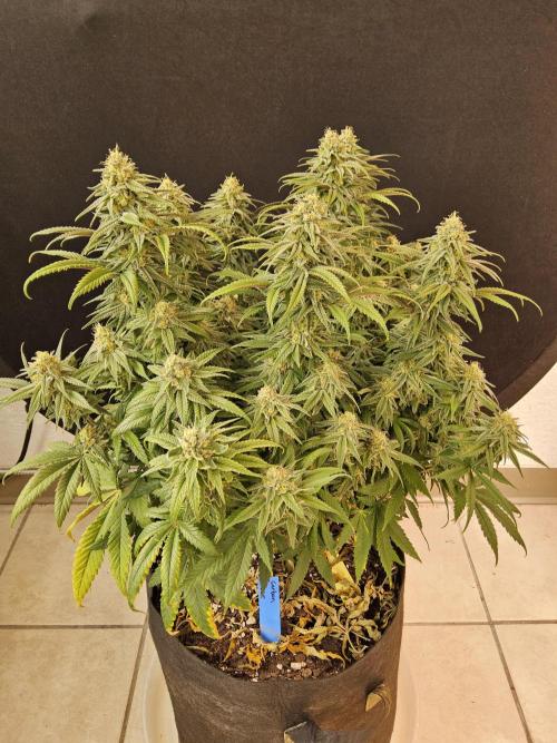 MSNL Fiber. Week 14