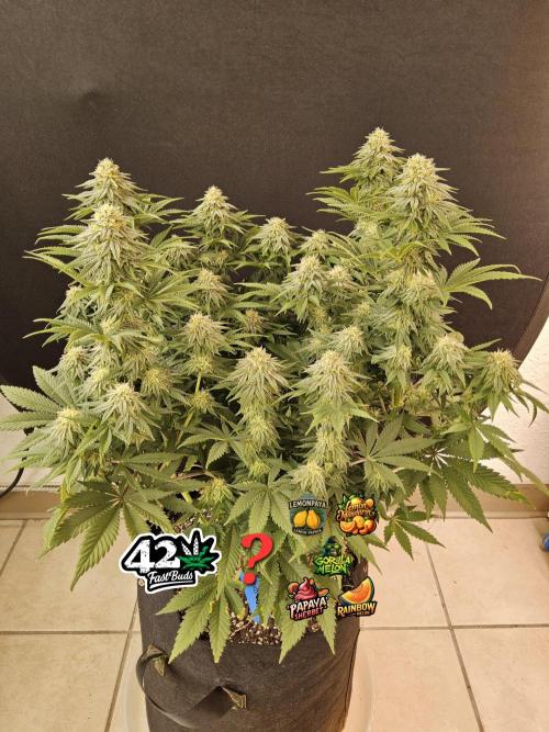 Fast Mystery. Week 14