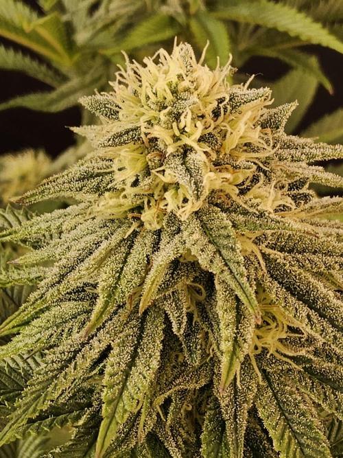 Fast Mystery. Week 14