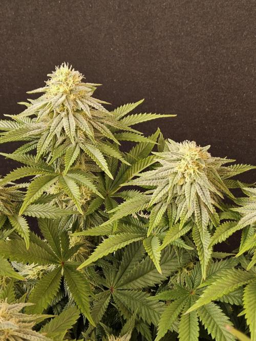 Fast Mystery. Week 14