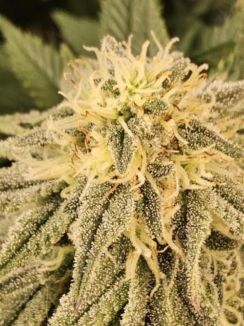 Fast Mystery. Week 14