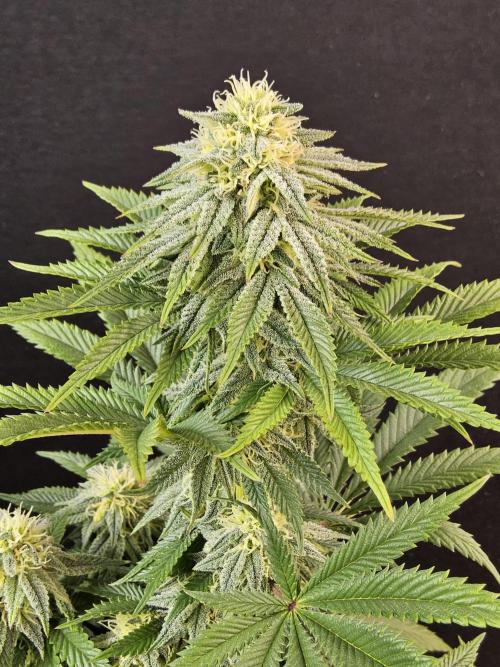 Fast Mystery. Week 14