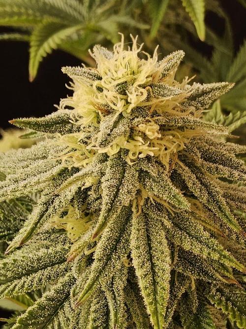 Fast Mystery. Week 14