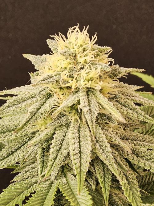 Fast Mystery. Week 14