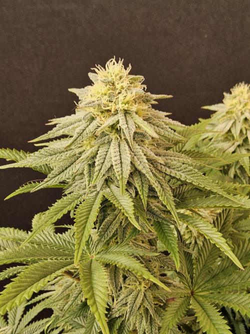 Fast Mystery. Week 14