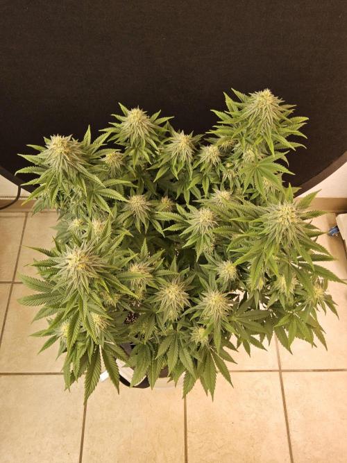 Fast Mystery. Week 14