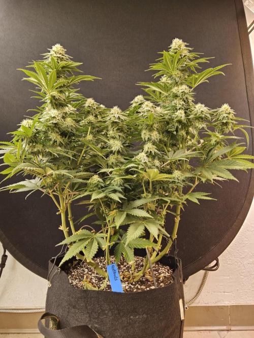 Fast Mystery. Week 14