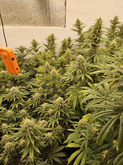 Fast Mystery. Week 14