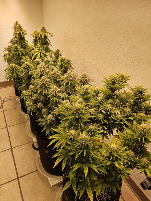 Fast Mystery. Week 14