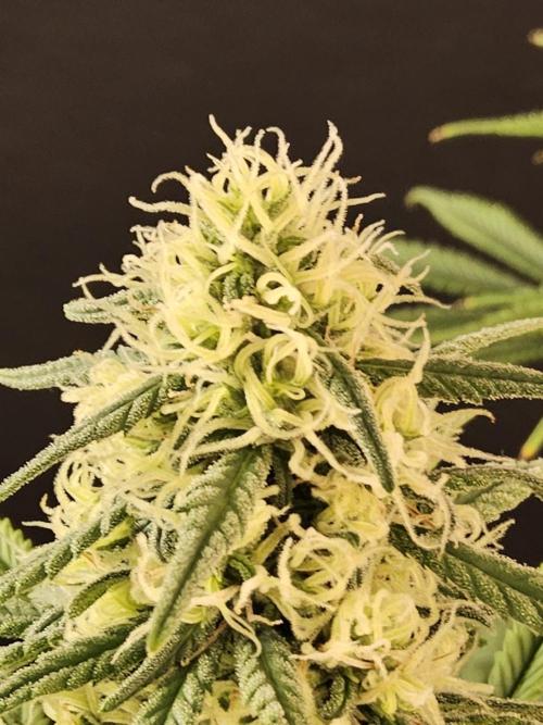 Freaky Skunk. Week 14