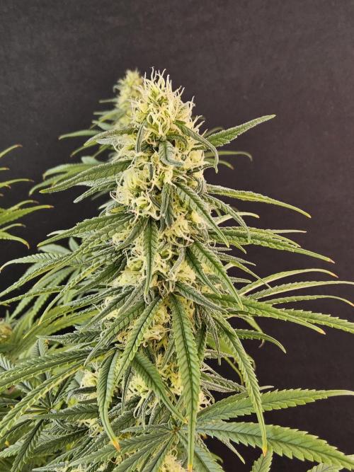 Freaky Skunk. Week 14