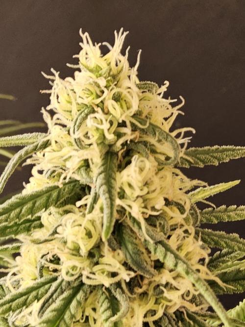 Freaky Skunk. Week 14