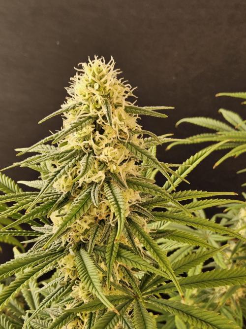 Freaky Skunk. Week 14